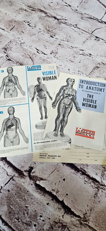 Vintage Visible Woman Assembly Kit (2 avail) - photo 2