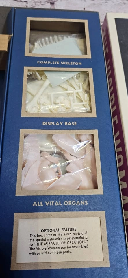 Vintage Visible Woman Assembly Kit (2 avail) - photo 4