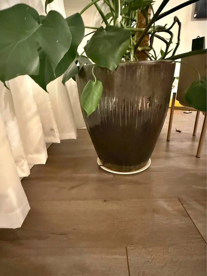 Modern Planter + Monstera (Priced for Quick Sale)