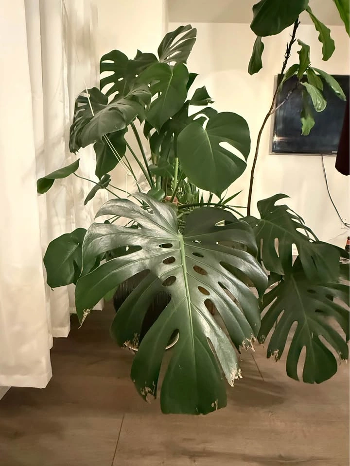 Modern Planter + Monstera (Priced for Quick Sale) - photo 2