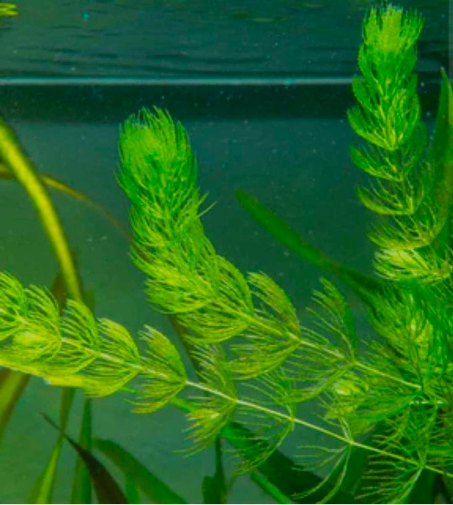 Hornworth - aquarium plant