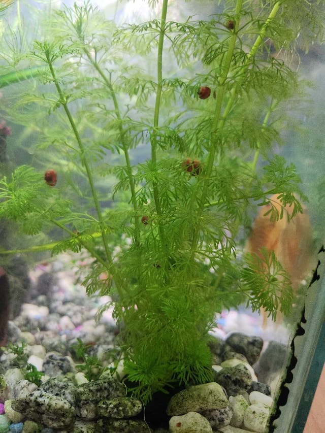 Aquarium Plant Myriophyllum mattogrossense