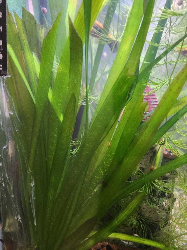Vallisneria Aquarium Plants