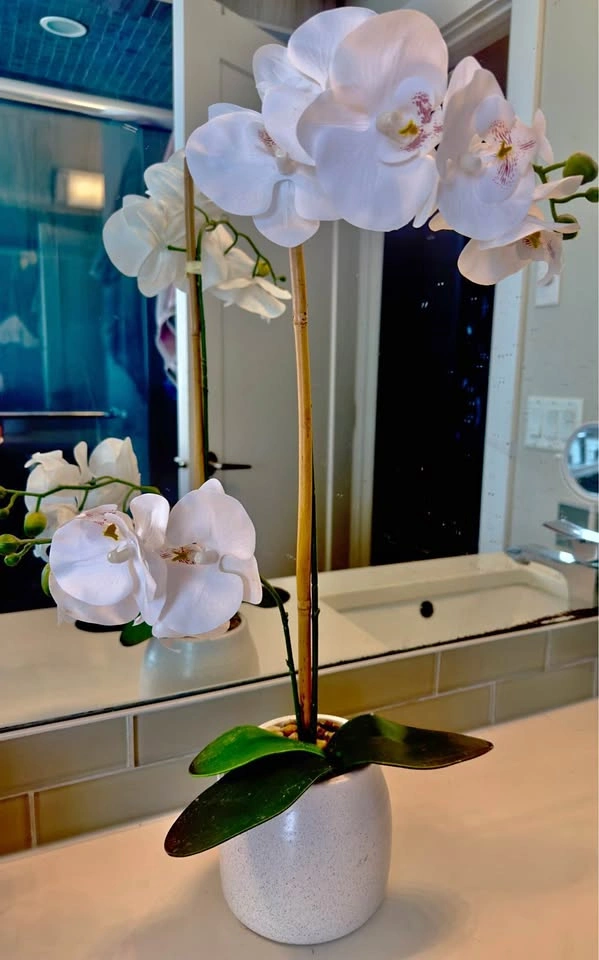 Elegant White Orchid Plant in Ceramic Pot – Modern Home Decor