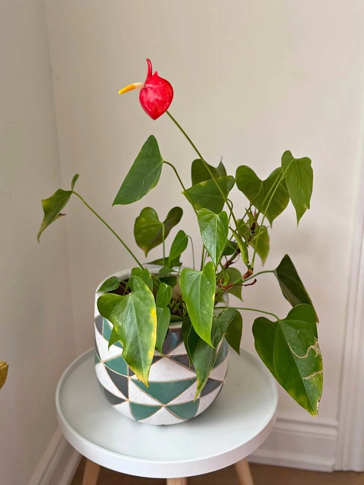 Lily plant with planter