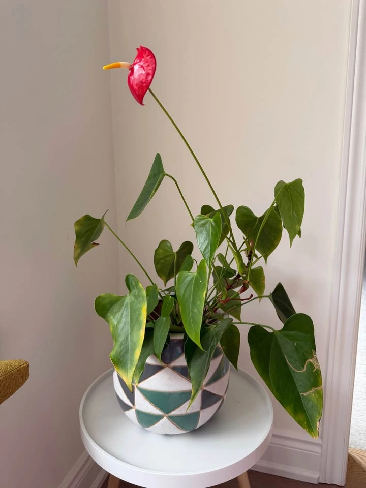 Lily plant with planter - photo 2