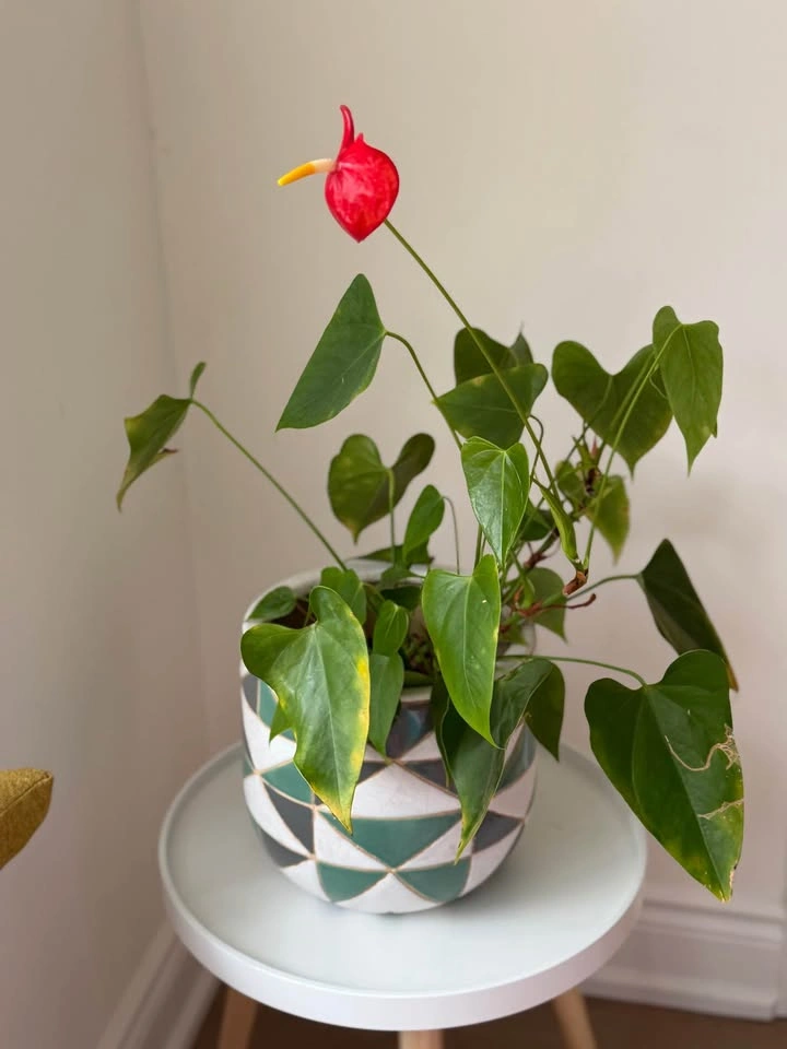 Lily plant with planter - photo 3
