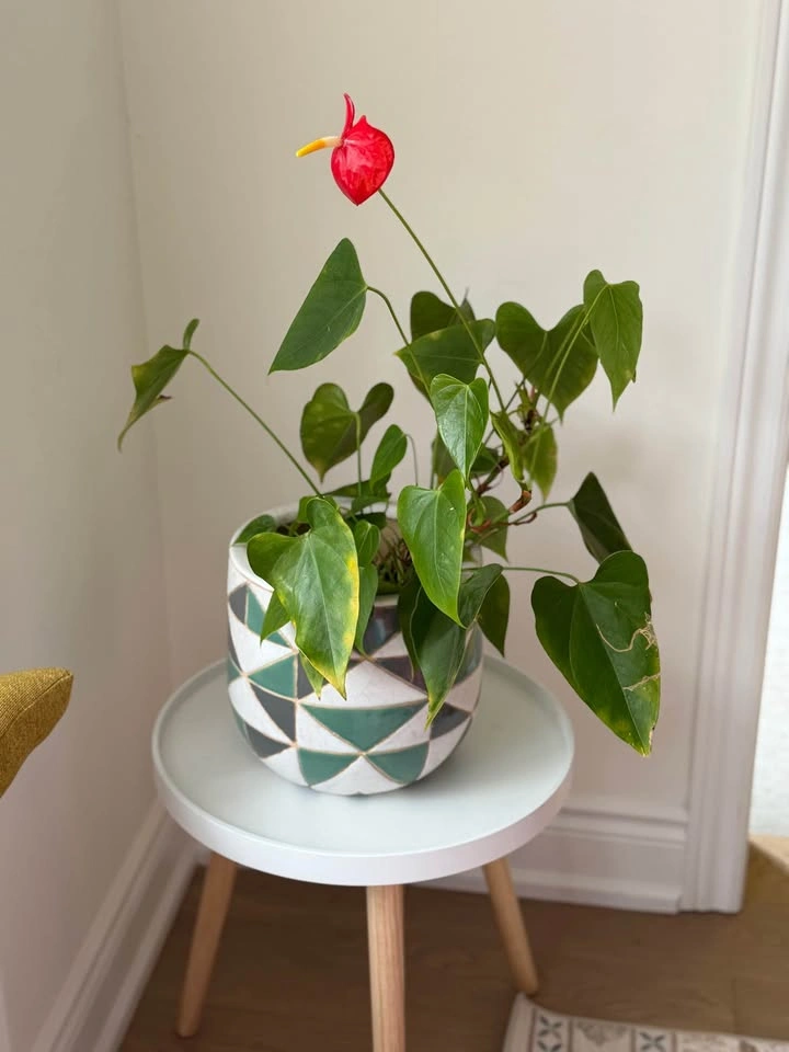 Lily plant with planter - photo 4