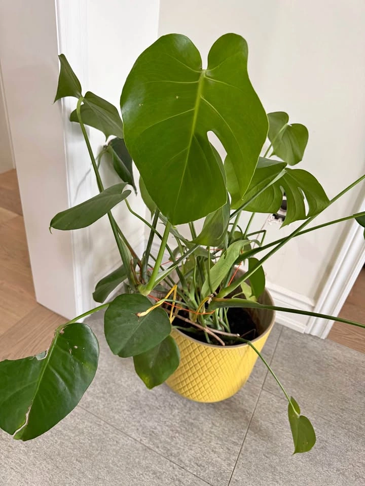 Monstera plant with planter