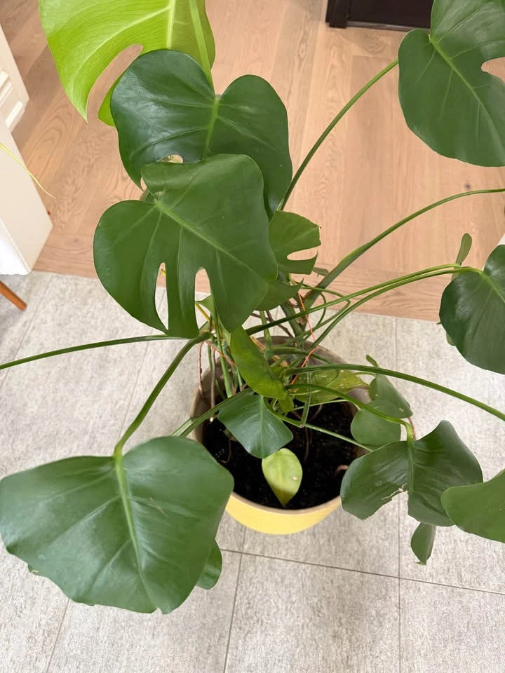 Monstera plant with planter - photo 2