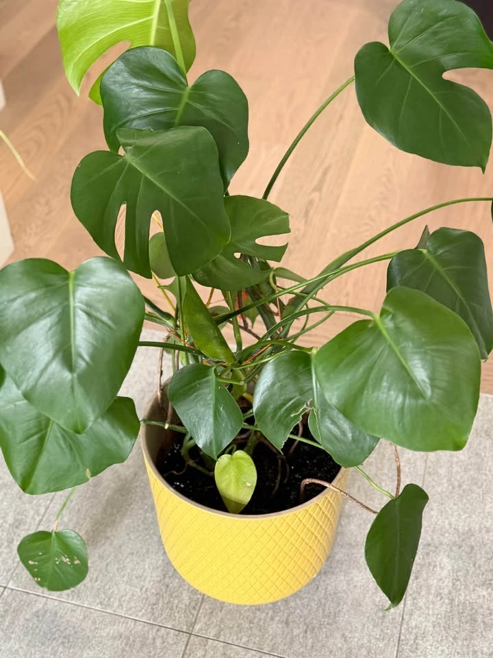 Monstera plant with planter - photo 3