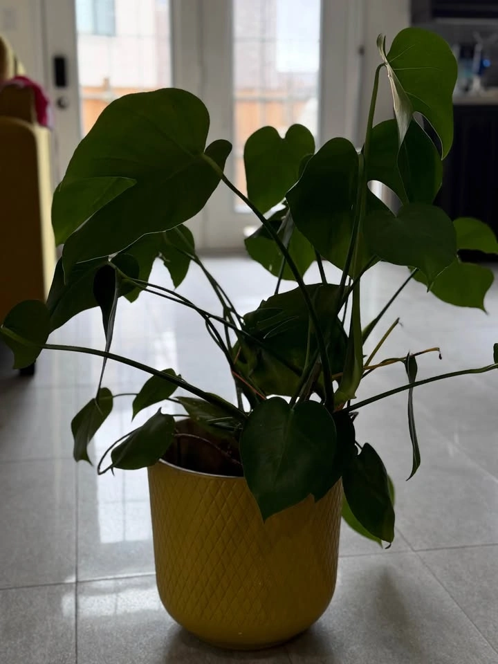 Monstera plant with planter - photo 4