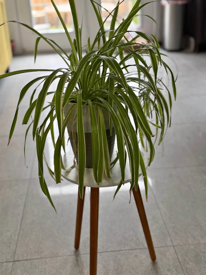 Spider plant with planter
