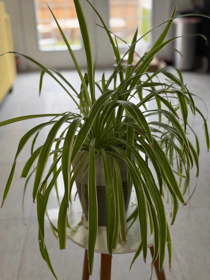 Spider plant with planter - photo 2