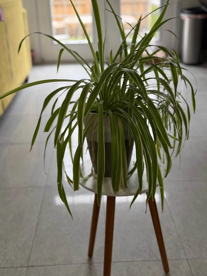 Spider plant with planter - photo 3