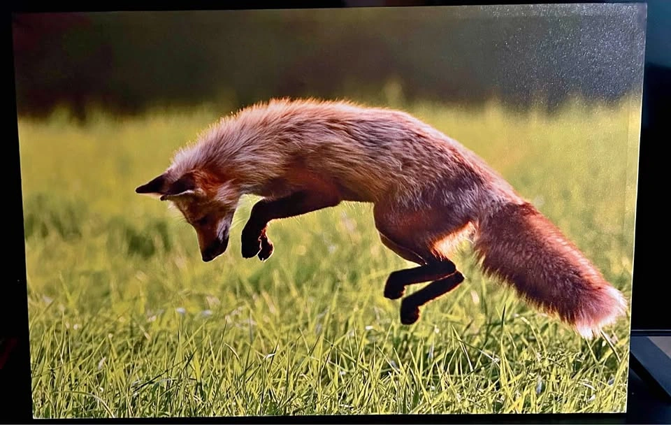 Leaping Fox Canvas Art 35x24 inches