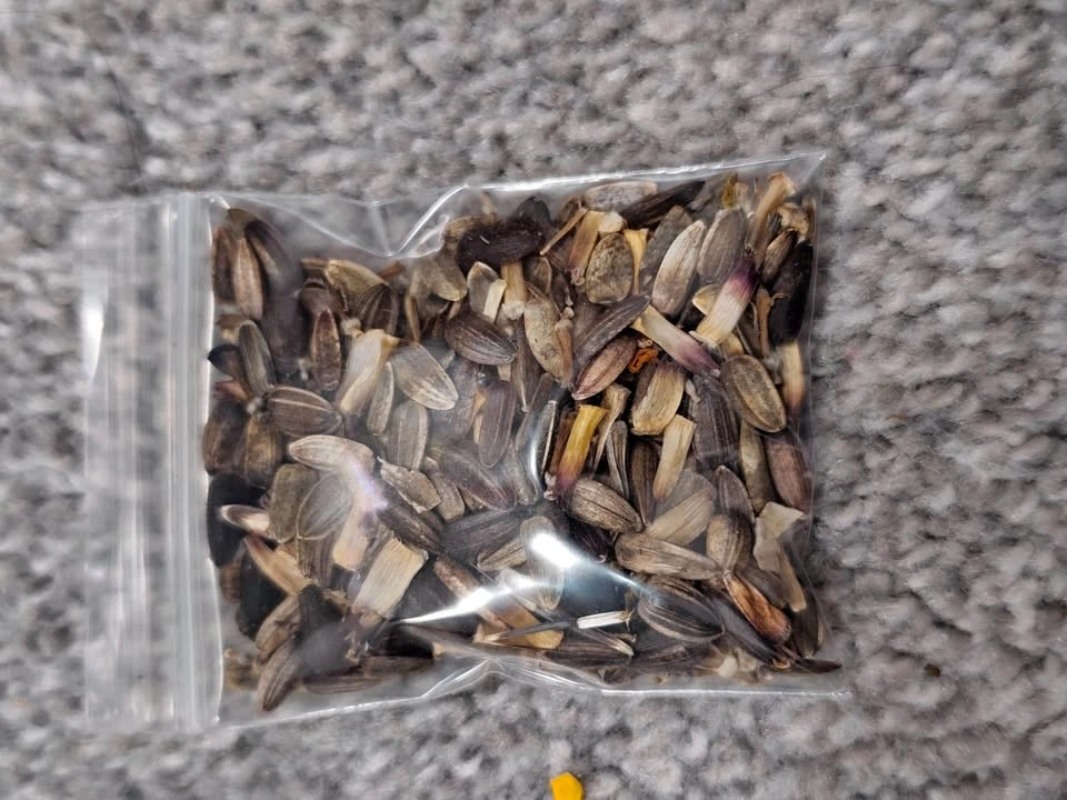 Sunflower Seeds (3 Varieties)