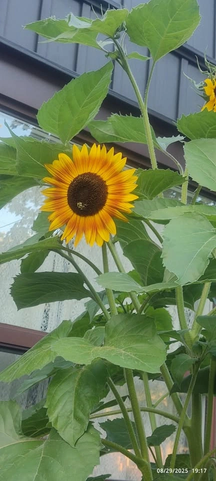Sunflower Seeds (3 Varieties) - photo 2