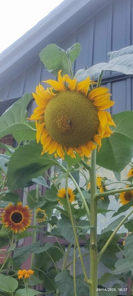 Sunflower Seeds (3 Varieties) - photo 3