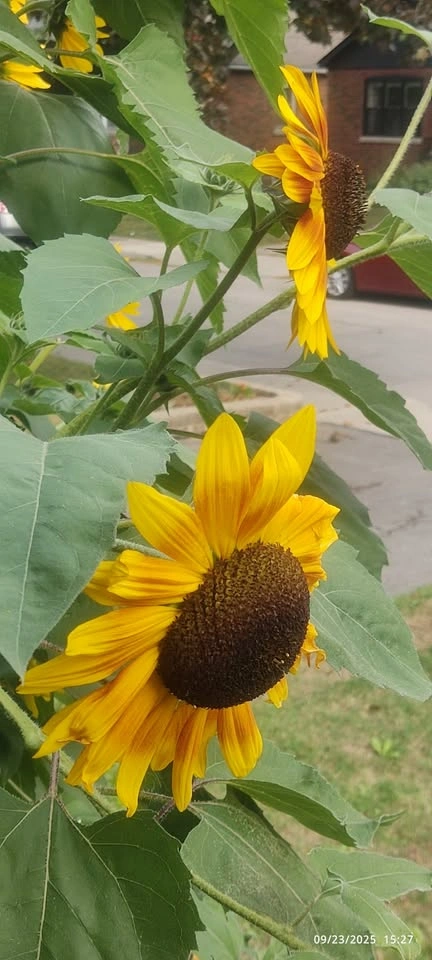 Sunflower Seeds (3 Varieties) - photo 4