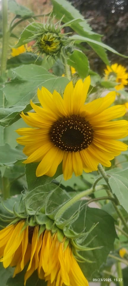 Sunflower Seeds (3 Varieties) - photo 5