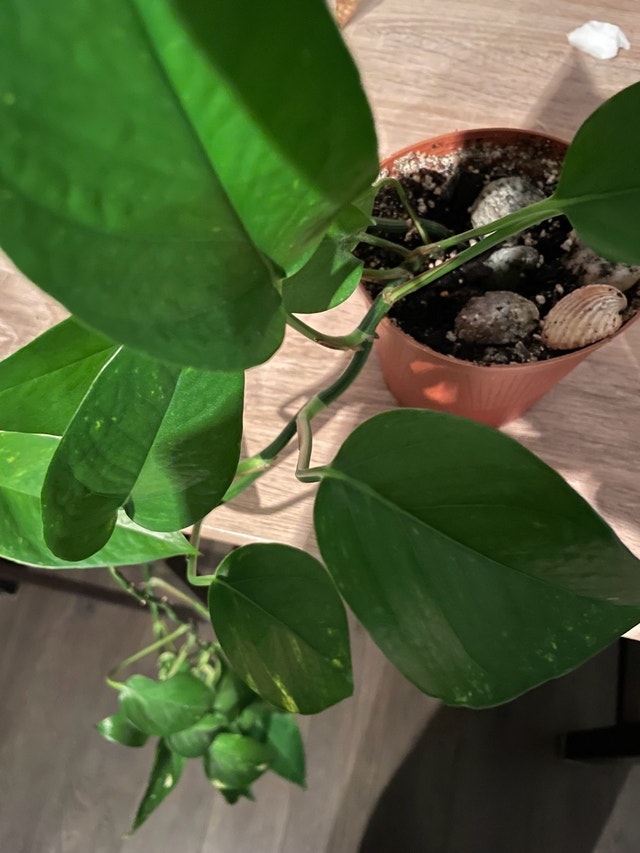 Golden Pothos Plant