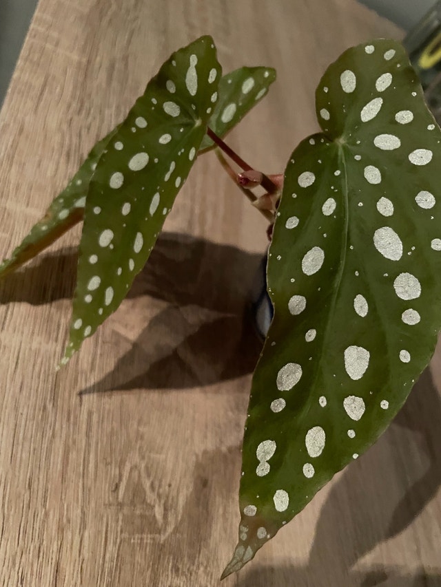 Polka Dot Begonia Plant