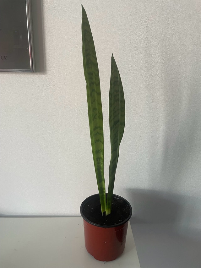 healthy snake plant