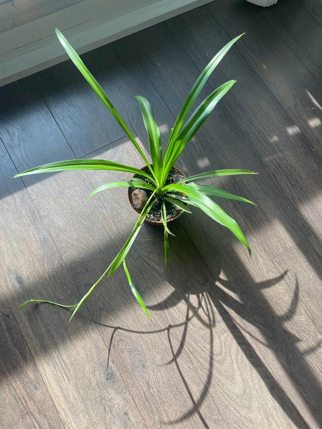 healthy spider plant