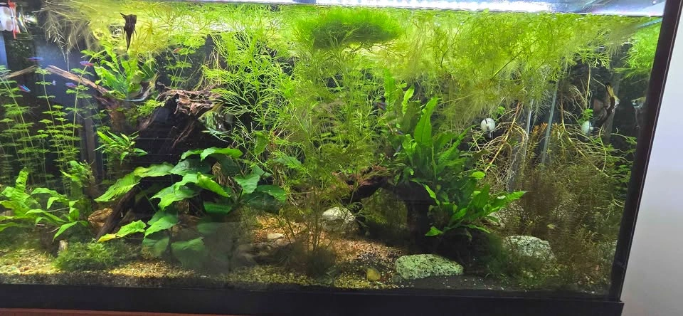 Aquarium plants + 🐌 - photo 2