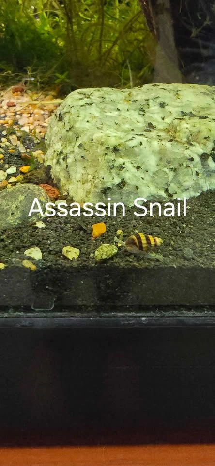 Aquarium plants + 🐌 - photo 3