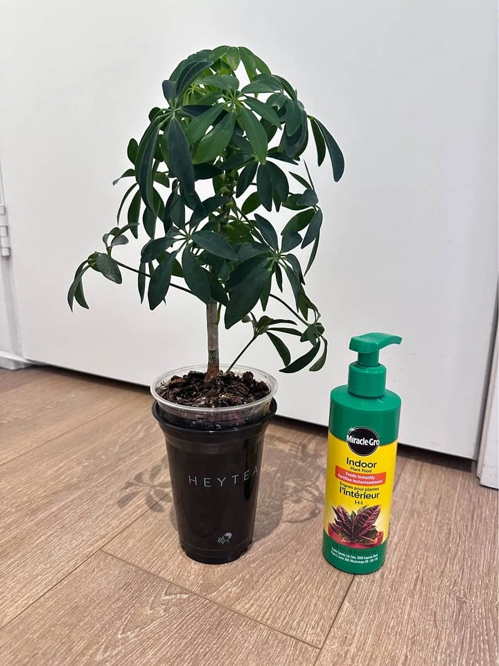 Beautiful Schefflera Plant + Indoor Plant Food