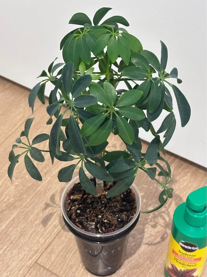 Beautiful Schefflera Plant + Indoor Plant Food - photo 2