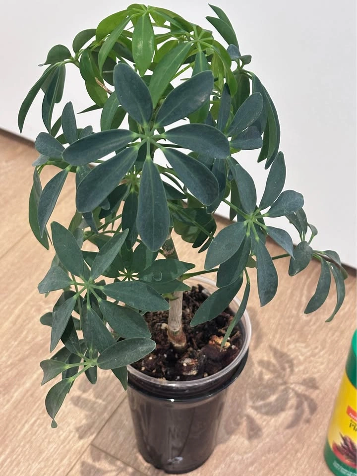 Beautiful Schefflera Plant + Indoor Plant Food - photo 3