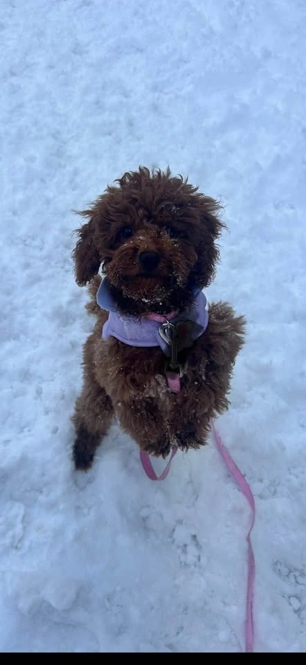 XS Dog Jacket