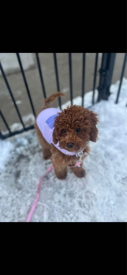 XS Dog Jacket - photo 2