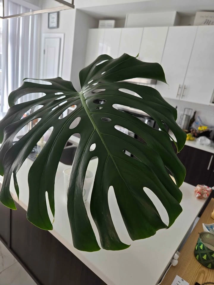 Monstera Clipping
