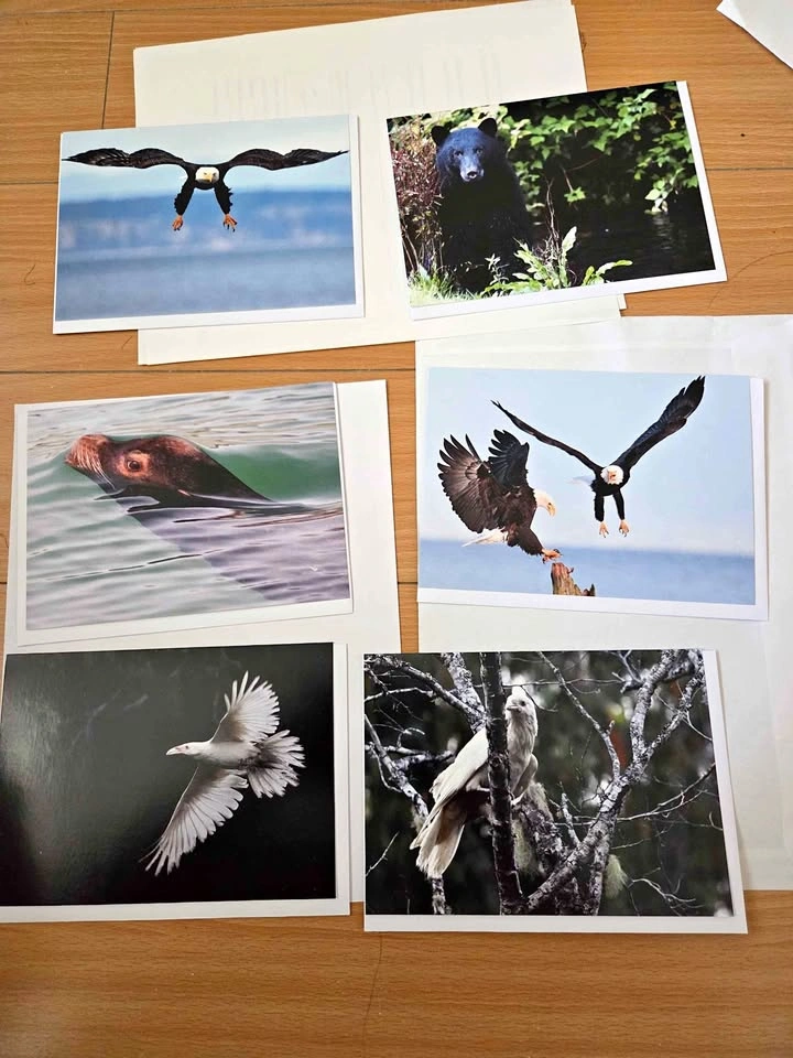 Six blank cards from Joanna recalma of eagle down photography (n