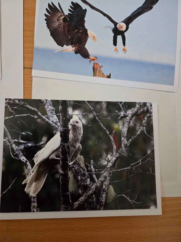Six blank cards from Joanna recalma of eagle down photography (n - photo 2