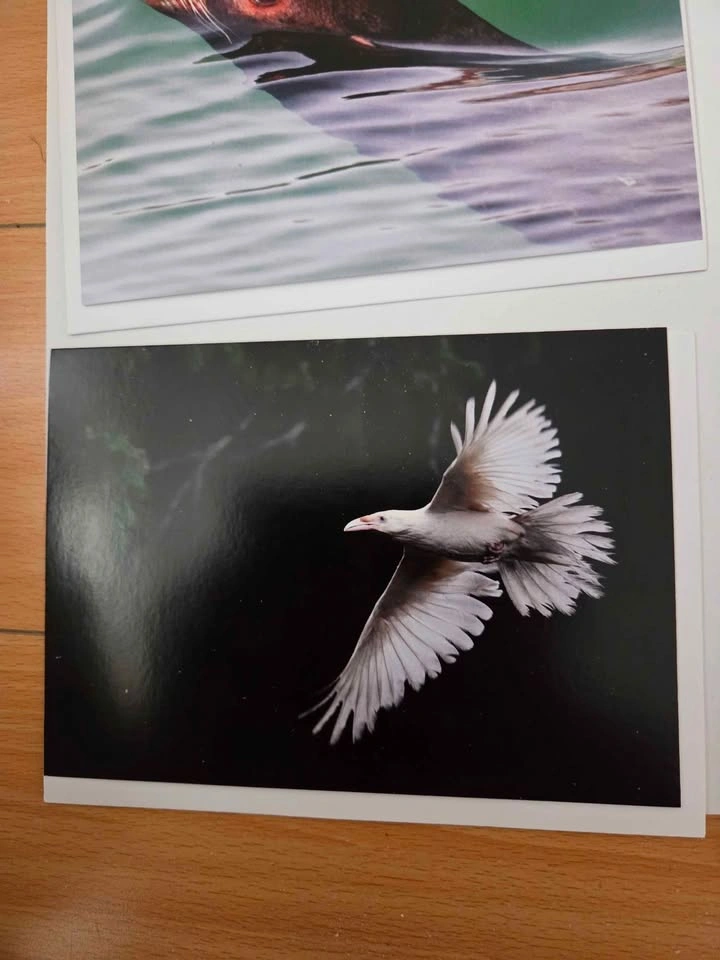 Six blank cards from Joanna recalma of eagle down photography (n - photo 3