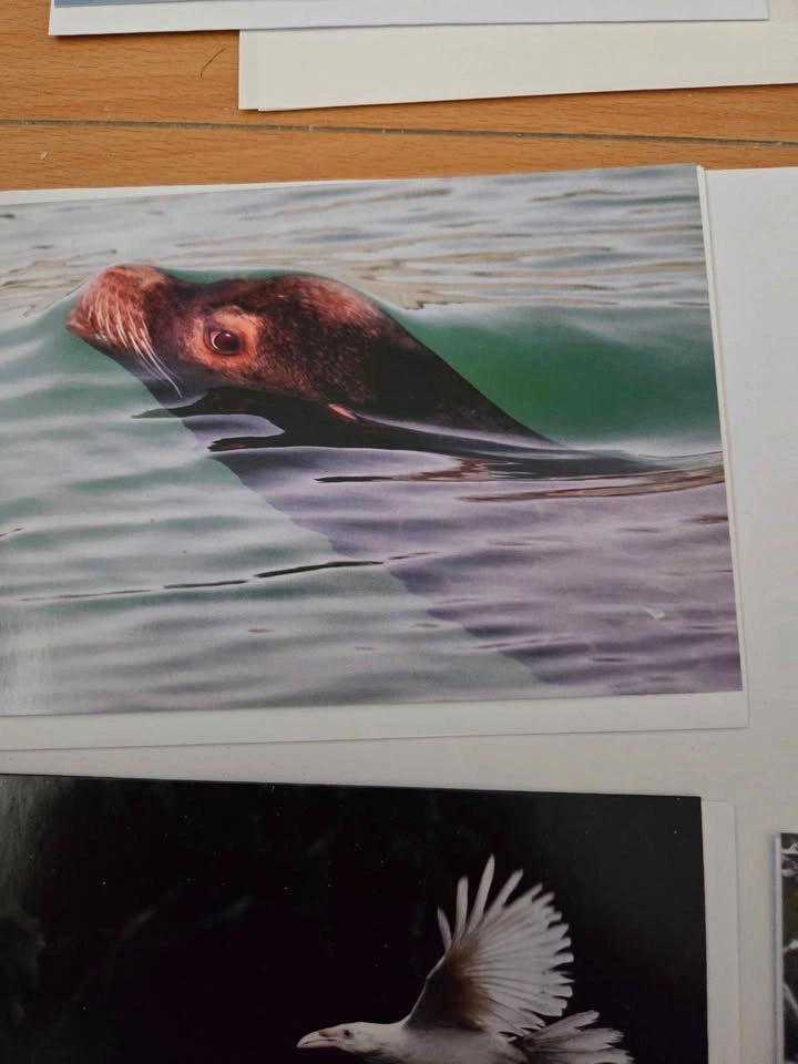 Six blank cards from Joanna recalma of eagle down photography (n - photo 4