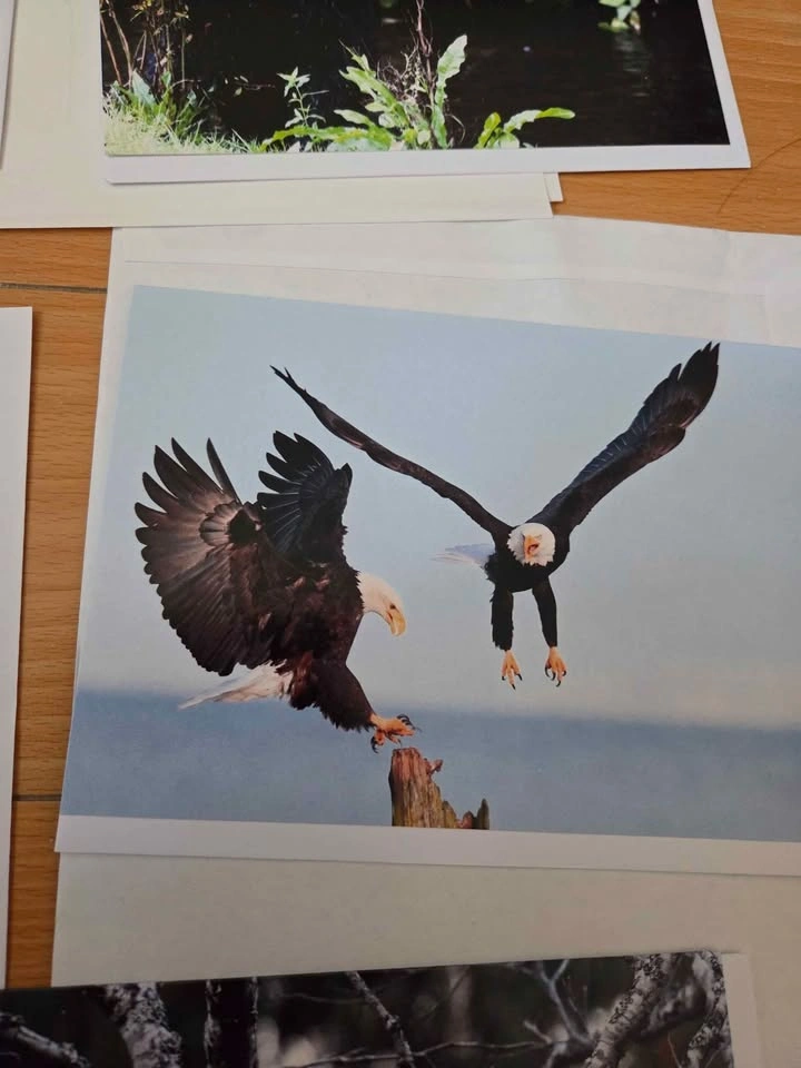 Six blank cards from Joanna recalma of eagle down photography (n - photo 5