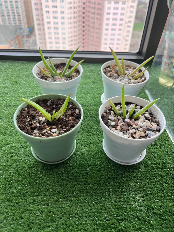 Aloe Plant