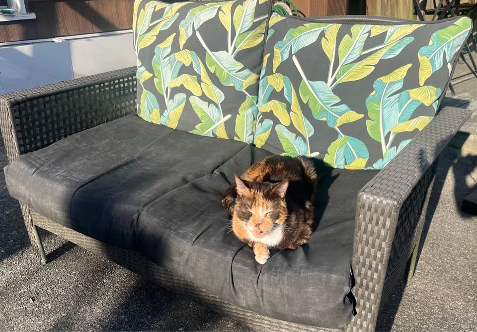 Tropical Wicker Loveseat with Cushions – Cute & Weather-Resistan
