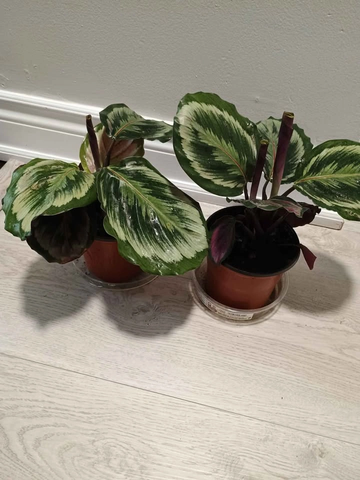 Succulent Plants - photo 3