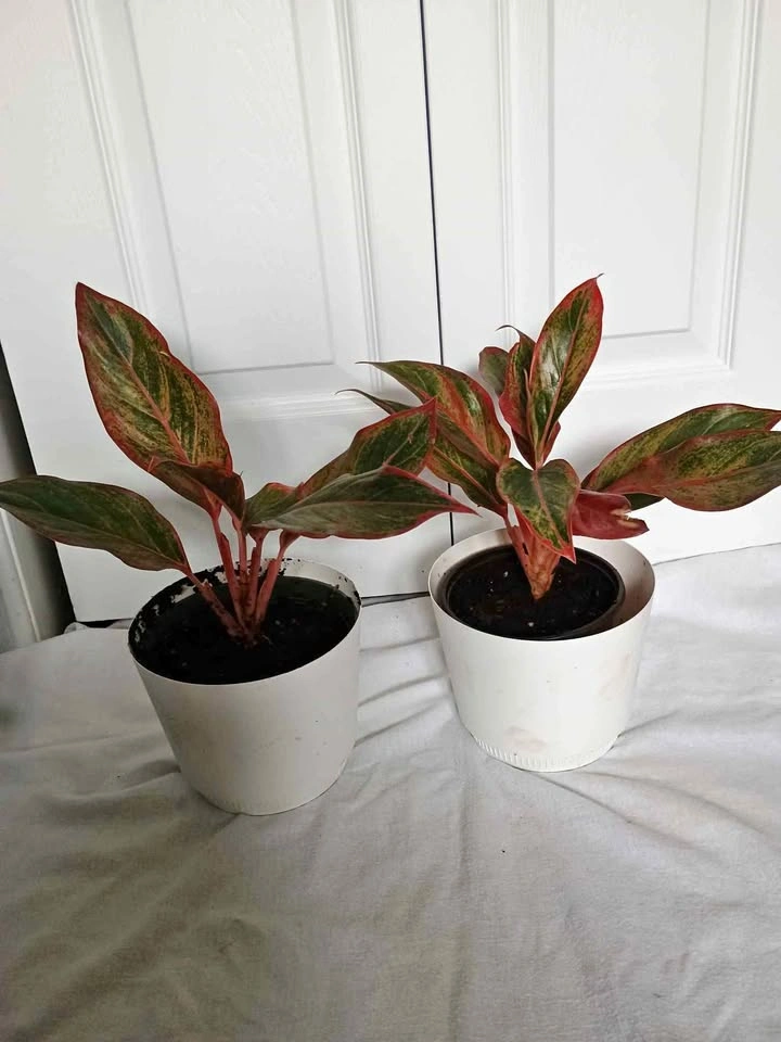 Plants