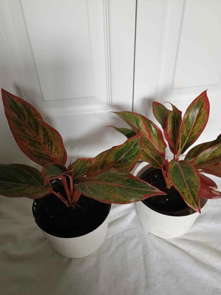 Plants - photo 2