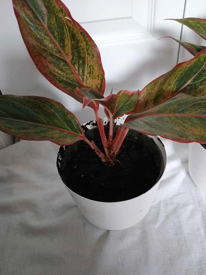 Plants - photo 3