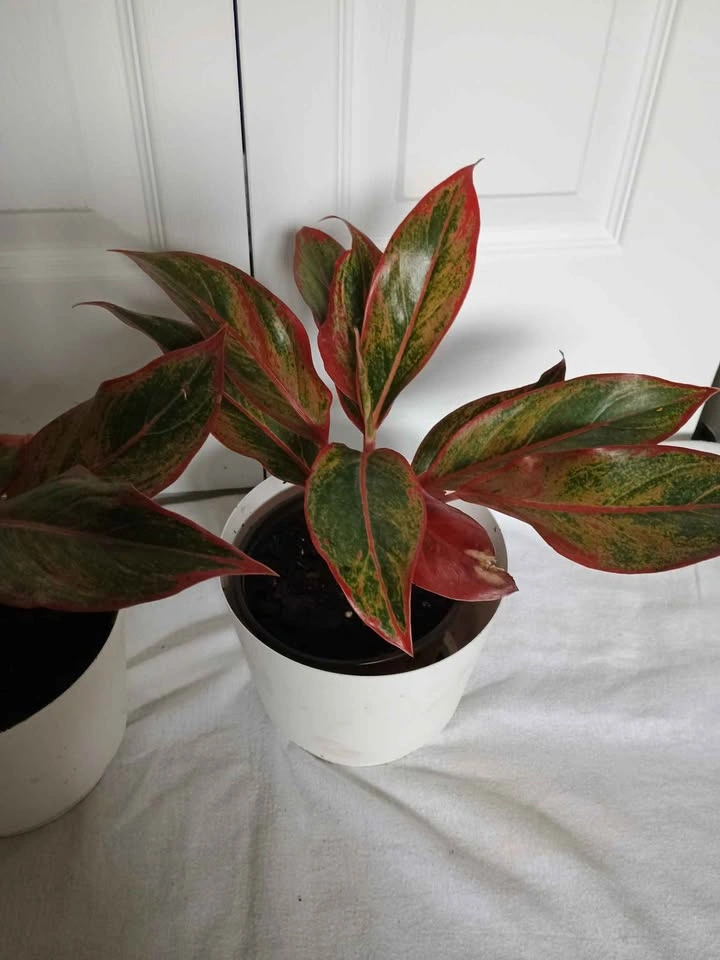 Plants - photo 4