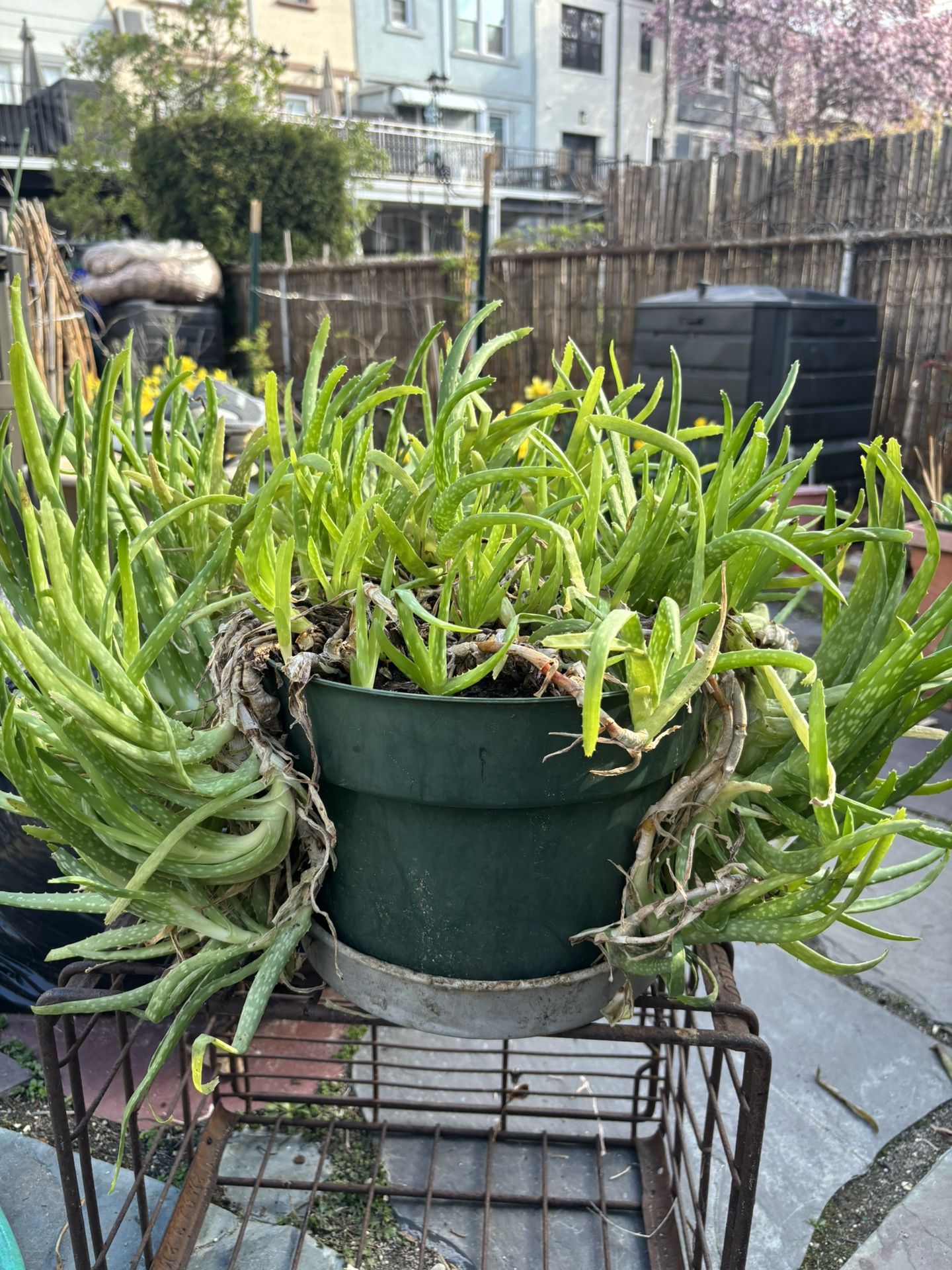 Aloe Plants - photo 2